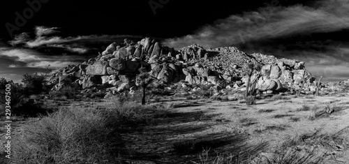 black and white panorama, joshua tree