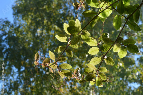 Green leaves of cobaea on the background of trees are lit by the sun.