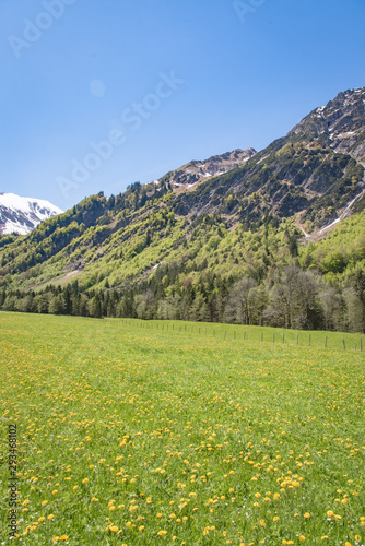 Allgäuer Landschaft - Massives Gebirge mit blühender Bergwiese