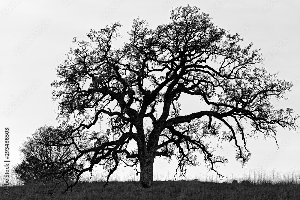 Oak tree silhouette 