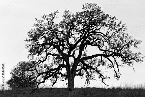Oak tree silhouette 