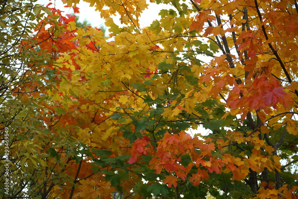 autumn leaves autumn leaves