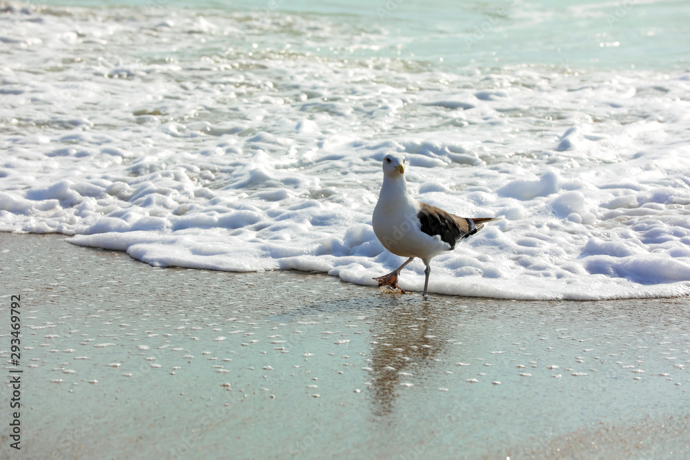 Wilmington,North Carolina,USA,October 2019,Seagull Wilmington,North Carolina,USA,October 2019,Seagull