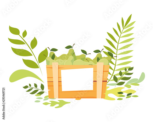 Isolated pears box fruit vector design