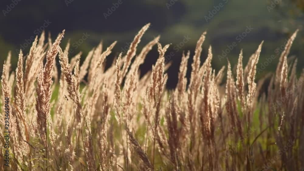 Long grass backlit by the evening light. Natural background. 4K resolution. Shallow depth of field. Long grass backlit by the evening light. Natural background. 4K resolution. Shallow depth of field.