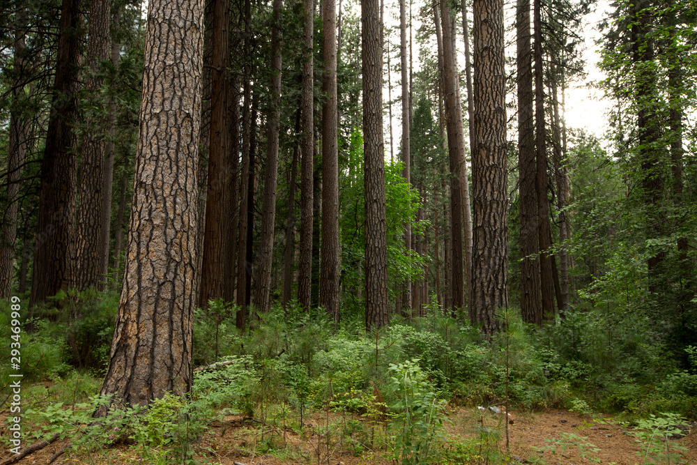 Obraz premium drzewa w lesie