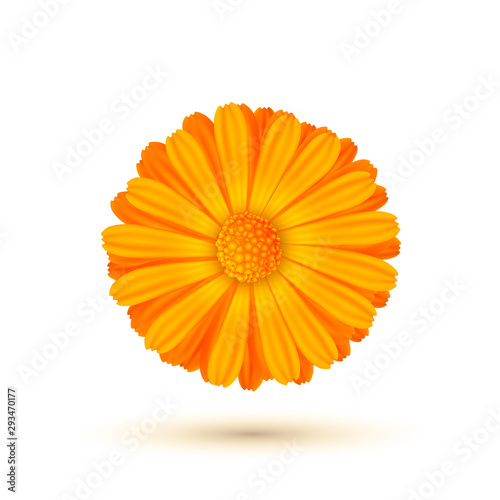 Calendula vector illustration isolated. One calendula flower