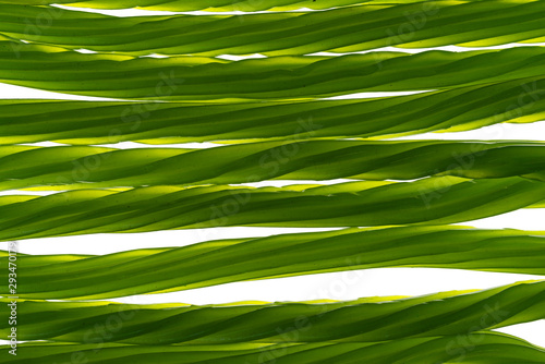 Close view of several pieces of green licorice on a white background.