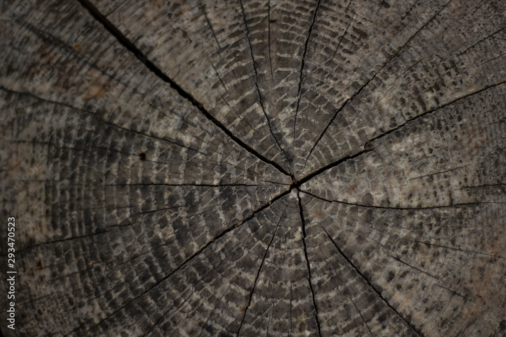 Fototapeta premium Close-up of cross-section of tree. The trees are seen.