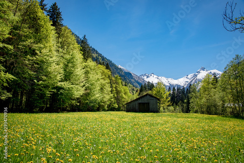 Blühende Bergwiese mit einer Schutzhütte