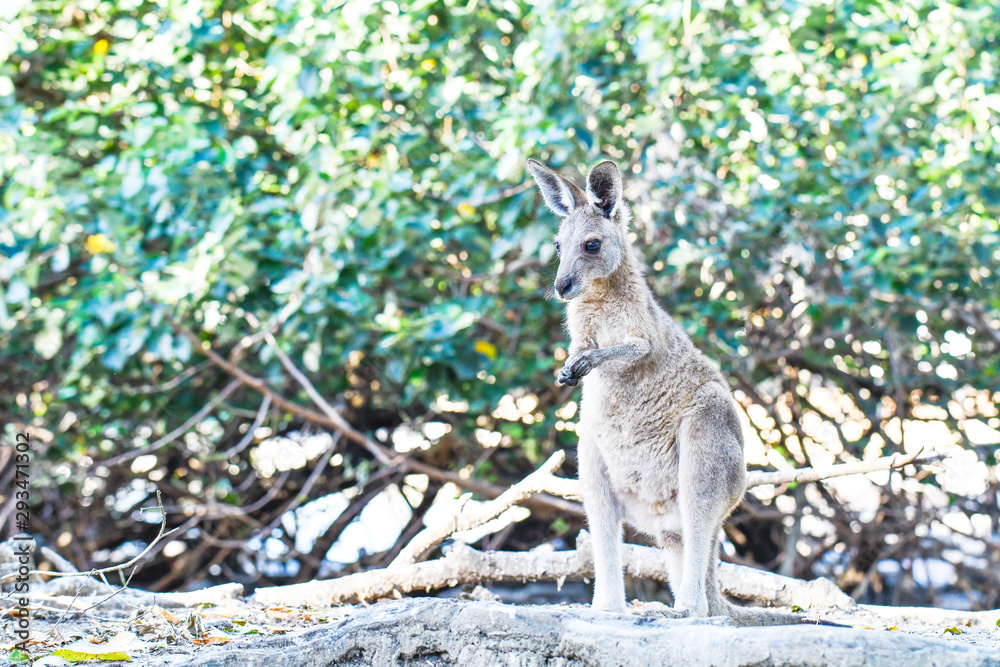 Fototapeta premium Känguru in Australien