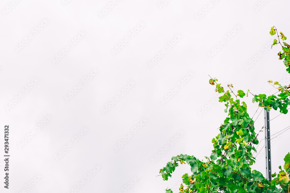 Obraz premium Low angle view of lush green leafy autumn grape vines in a German winery vineyard with fence post, wire, and cloudy sky. Off center as corner border of frame with copy space.