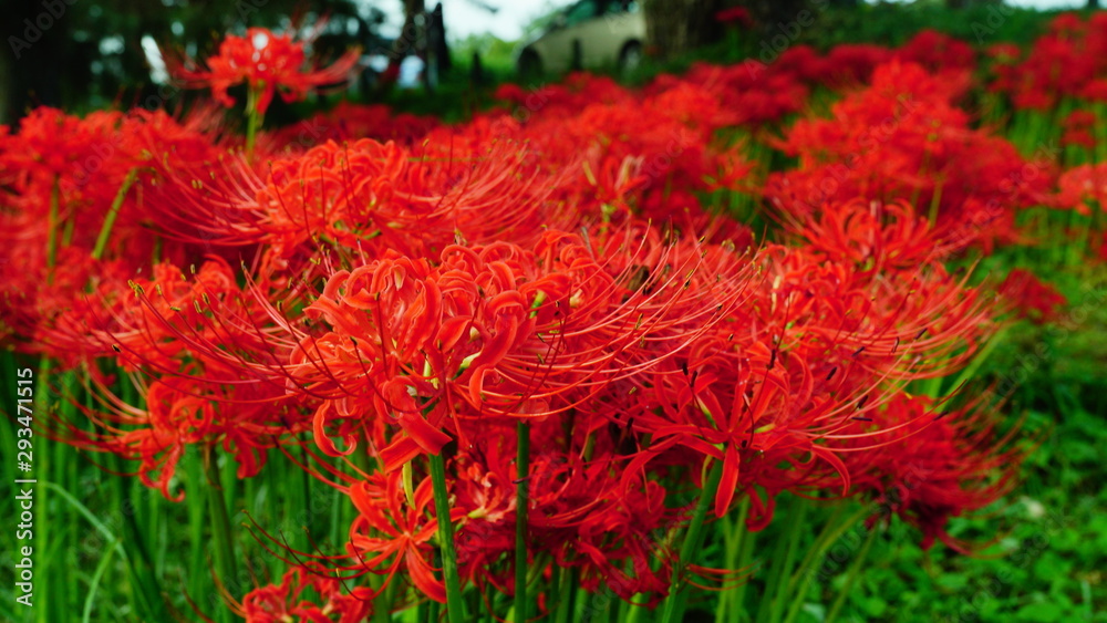 滋賀　桂浜園地の彼岸花