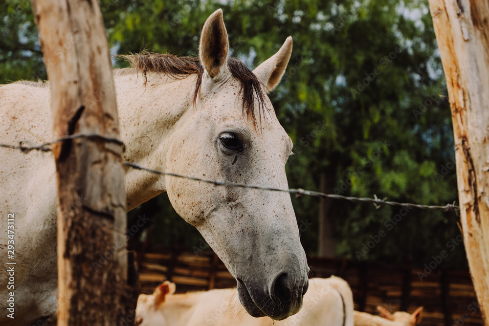 Obraz premium animales