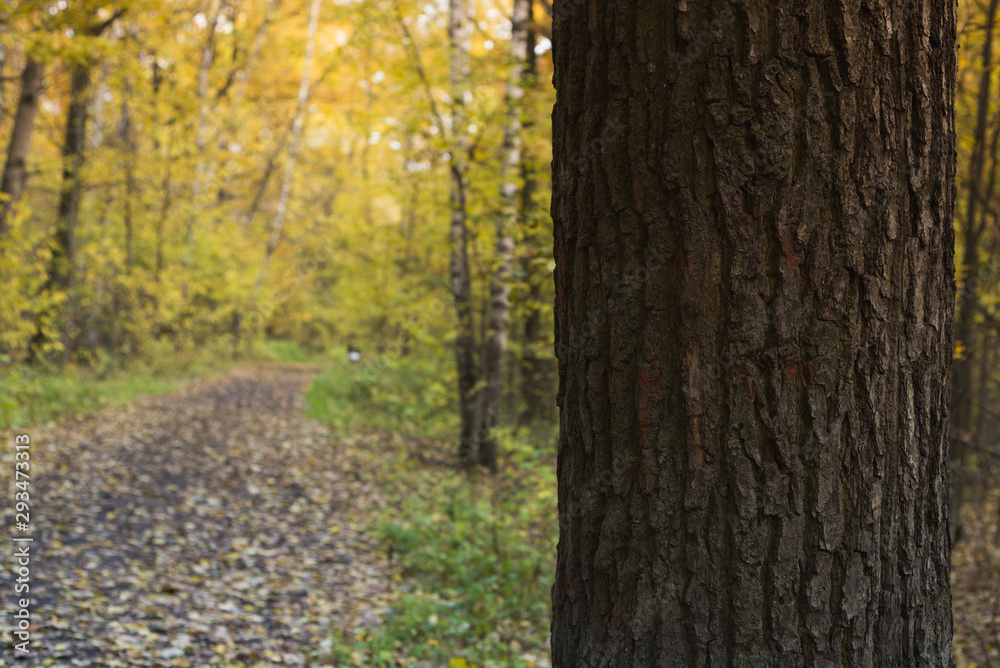 The path in the woods. Autumn forest. Golden autumn. The path in the woods. Autumn forest. Golden autumn.