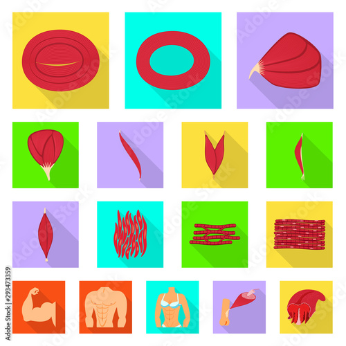 Vector illustration of muscle and cells icon. Set of muscle and anatomy vector icon for stock.