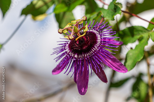 Passion flower Monika Fischer (Passiflora hybrid) closeup photo