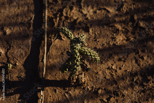 Saguaro Mexicano 