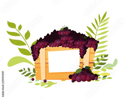 Isolated grapes fruit box vector design
