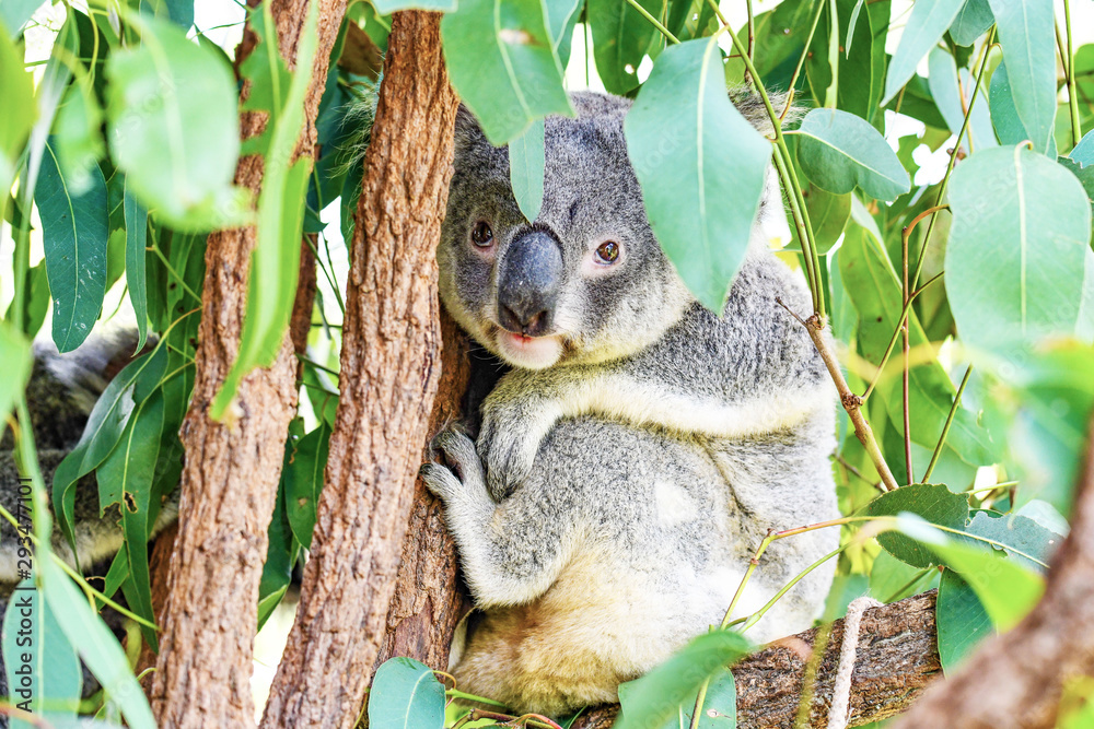 Fototapeta premium Koala