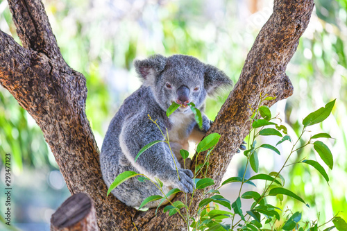 Sticker Koala