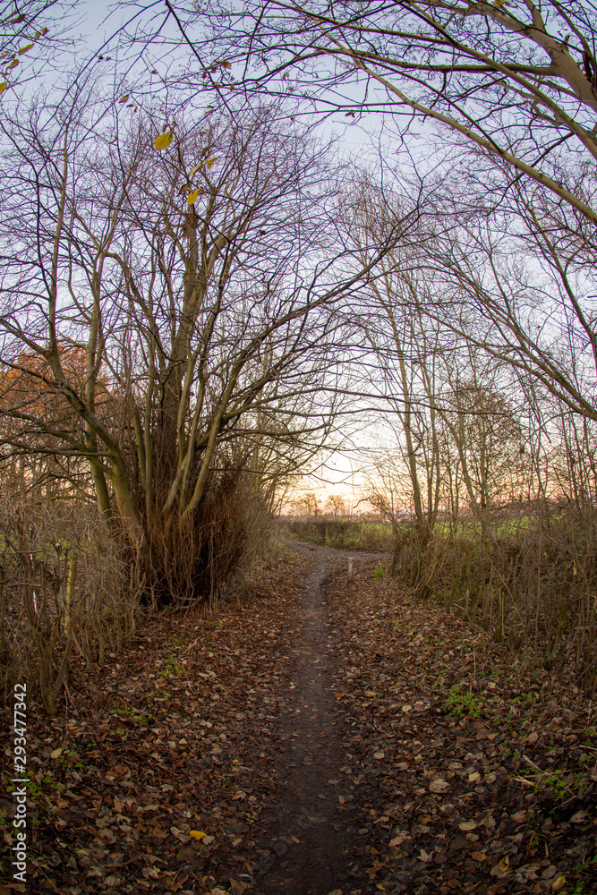 Autumn colours with the snset in United Kingdom, Cheshire