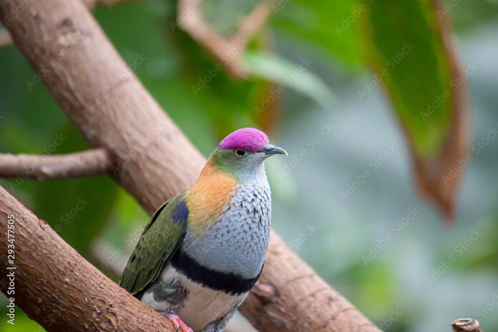 Birds in captivity and wild birds in United Kingdom Birds in captivity and wild birds in United Kingdom
