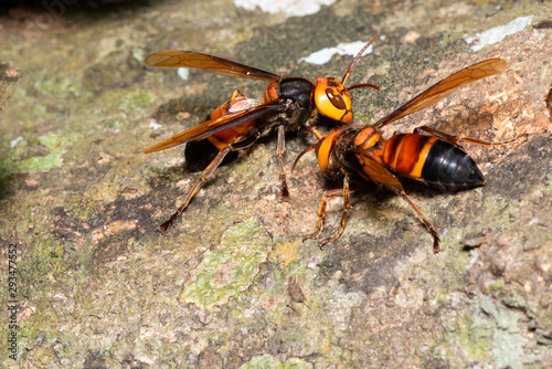 Picture giant hornet (Vespa crabro) Real Asian wasp,Originated in East Asia and the tropics. They like to live in mountains and low forests.