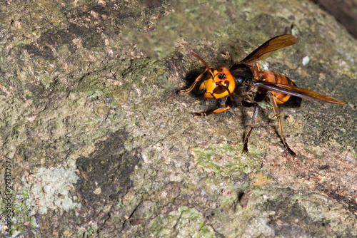 Picture giant hornet (Vespa crabro) Real Asian wasp,Originated in East Asia and the tropics. They like to live in mountains and low forests. © KE.Take a photo