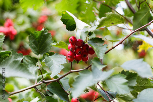 The hawthorn tree has soft branches with oval leaves and clusters of large red fruits. Shot close-up in the evening in one of the yards. Russia, St. Petersburg. Latin name Crataegus submollis. photo