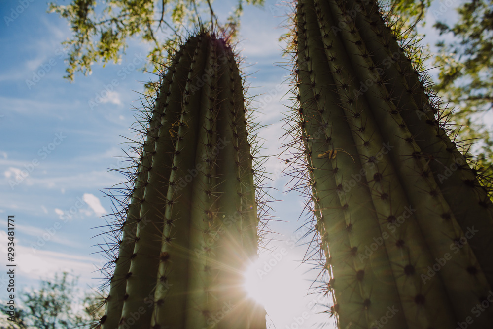 Naklejka premium cactus