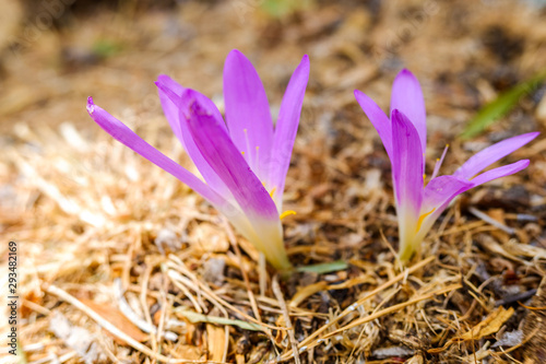 Colchicum montanum, beautiful flower that is born at the end of the summer of a bulb in the high mountains of Spain. photo