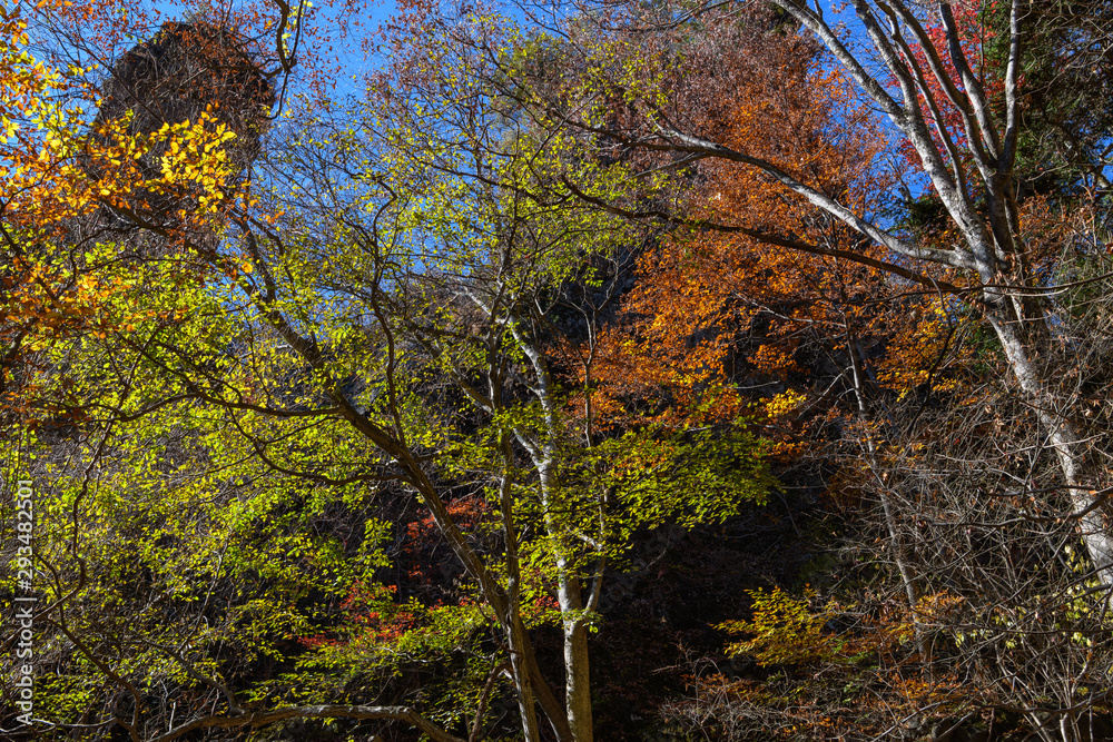 Fototapeta premium 妙義山の紅葉