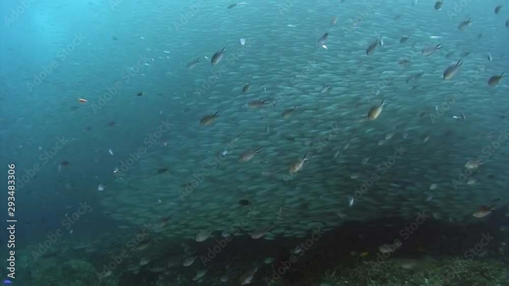 Movement of school of fish underwater. Group fish of one species in underwater marine life world of Philippine Sea. Concept of schooling behavior of fish and underwater wildlife. Movement of school of fish underwater. Group fish of one species in underwater marine life world of Philippine Sea. Concept of schooling behavior of fish and underwater wildlife.