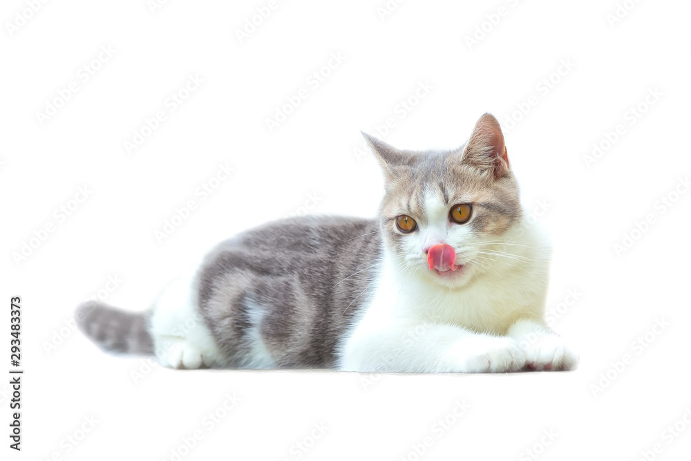 Scottish Fold kittens are sitting on white background. Portrait of the kittens are sitting for look something. The cat is waiting to eat. Scottish Fold kittens are sitting on white background. Portrait of the kittens are sitting for look something. The cat is waiting to eat.