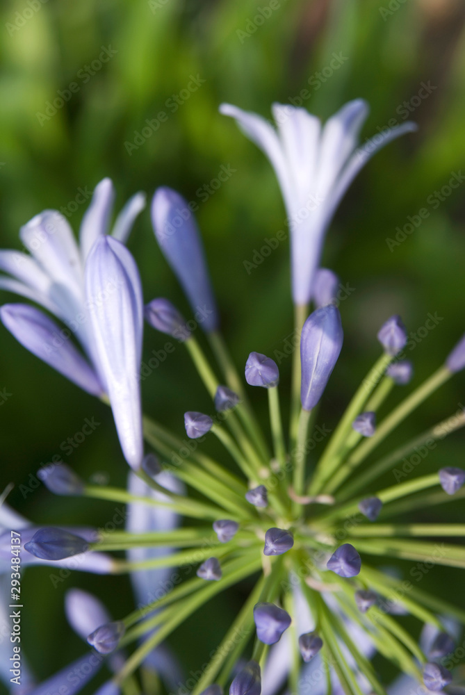 花 花