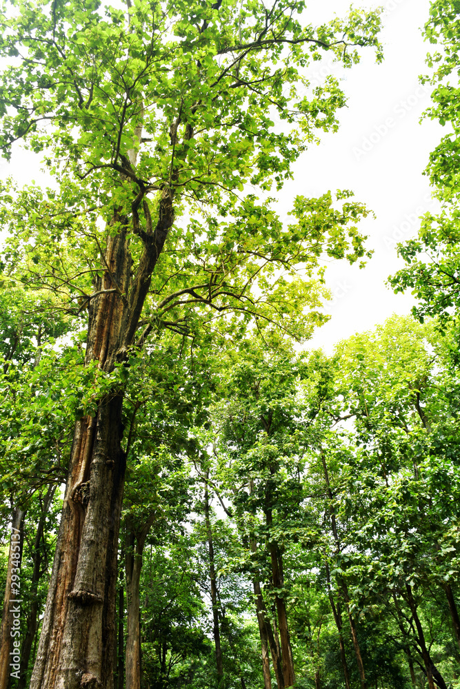 Obraz premium Image of big green teak tree Uttaradit province Thailand