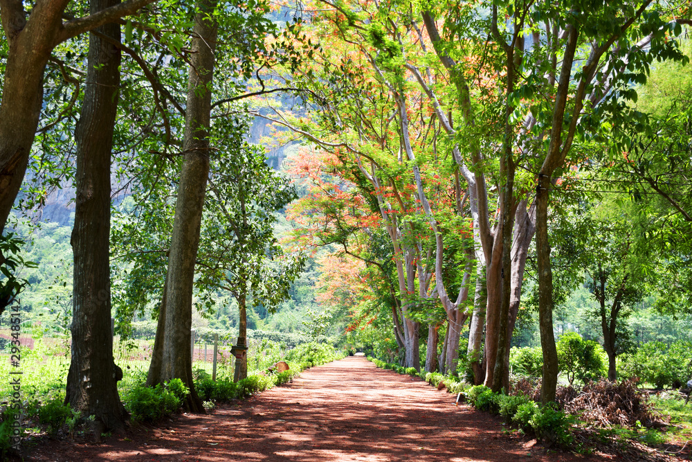 Beautiful natural tree in summer season at landscape Beautiful natural tree in summer season at landscape