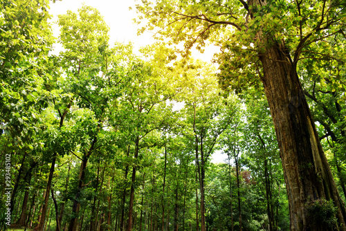 Fototapeta Naklejka Na Ścianę i Meble -  Green big teak trees forest in the north Thailand