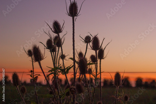 sunset in field spines