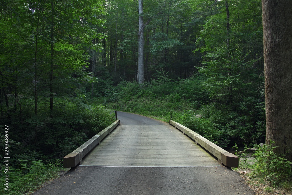 Obraz premium Bridge in forest