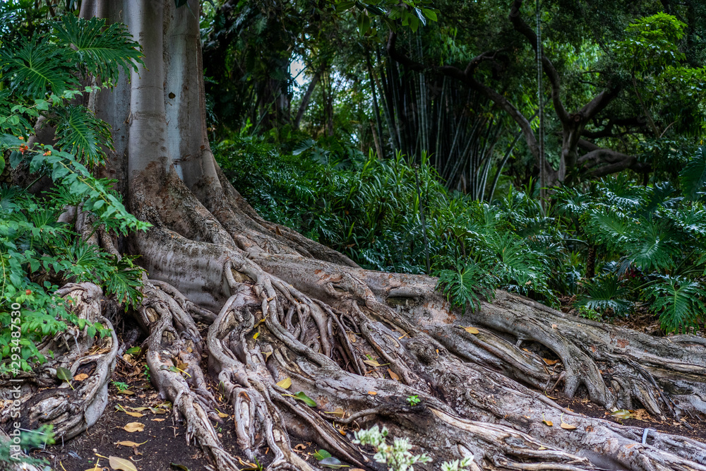 Buttress rainforest jungle tree roots spreading from trunk Buttress rainforest jungle tree roots spreading from trunk