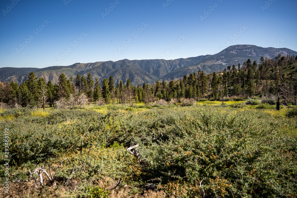 Chaparral mountain wide angle view with pines