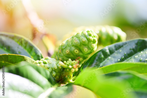 Noni fruit herbal medicines / fresh noni on tree - Other names Great morinda Beach mulberry or Morinda Citrifolia photo