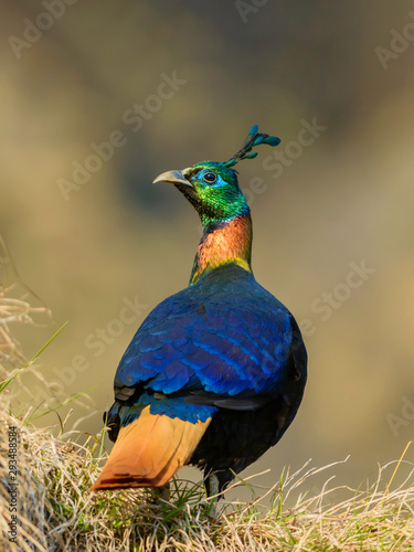 Himalayan Monal  Seen at Chopta.Uttarakhand,India