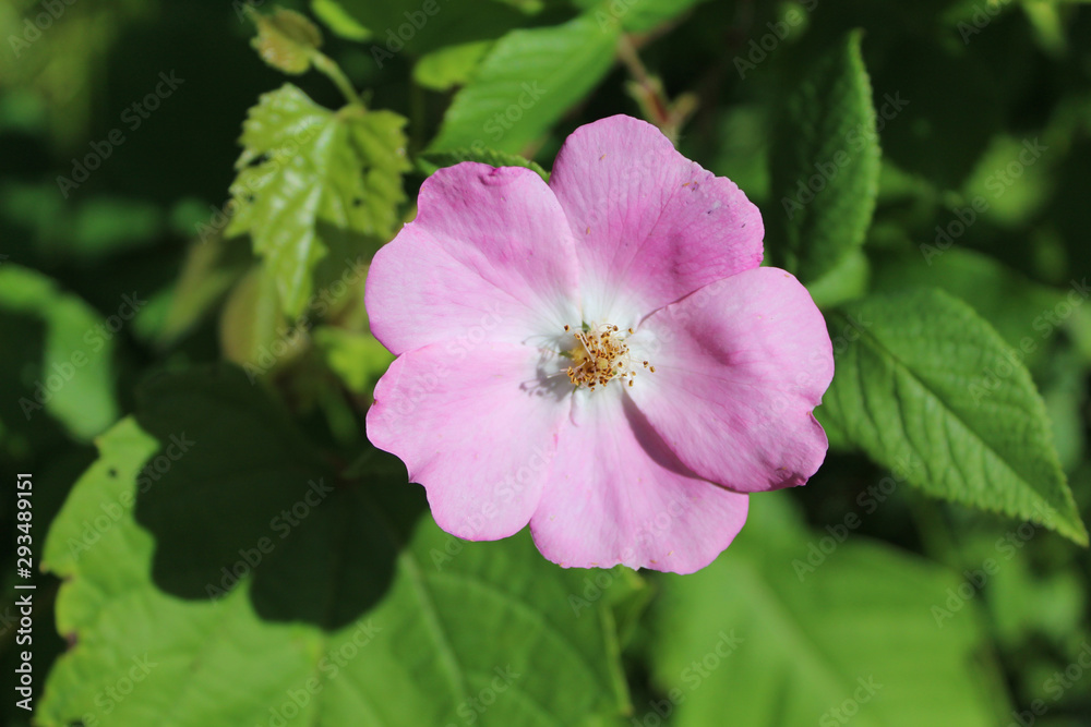 Climbing wild rose at Wayside Woods in Morton Grove, Illinois Climbing wild rose at Wayside Woods in Morton Grove, Illinois
