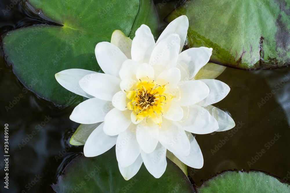 Water lily in a pond.