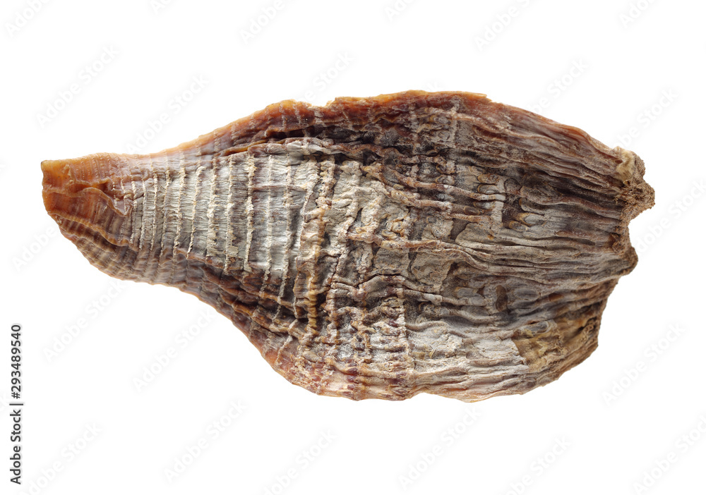 Dry young bamboo shoot on white background Dry young bamboo shoot on white background