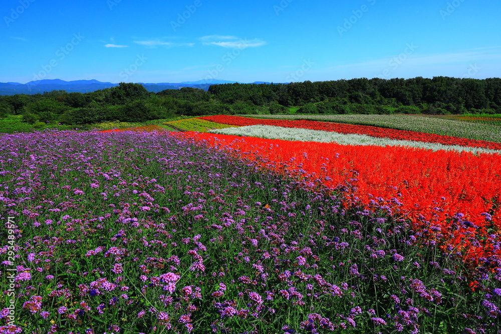 宮城県　秋のやくらいガーデン