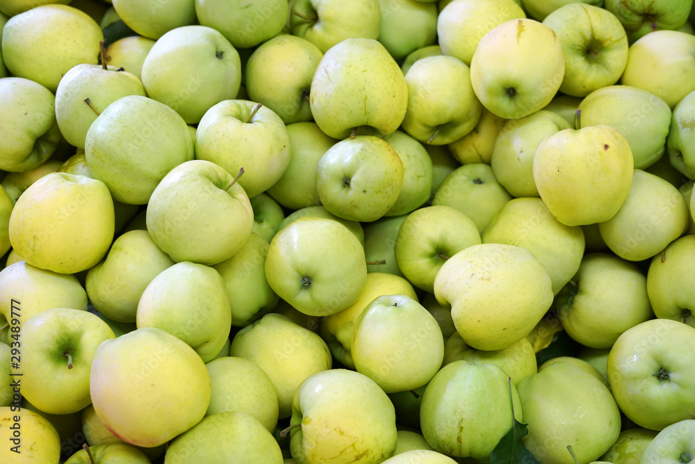 Fresh picked ginger gold apples background in the harvest season Fresh picked ginger gold apples background in the harvest season